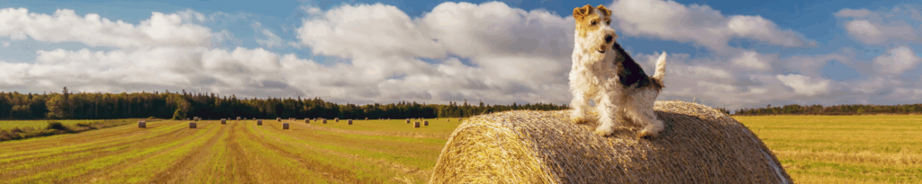 website banner image desktop (1920 x 800 px) (1920 x 500 px) 5