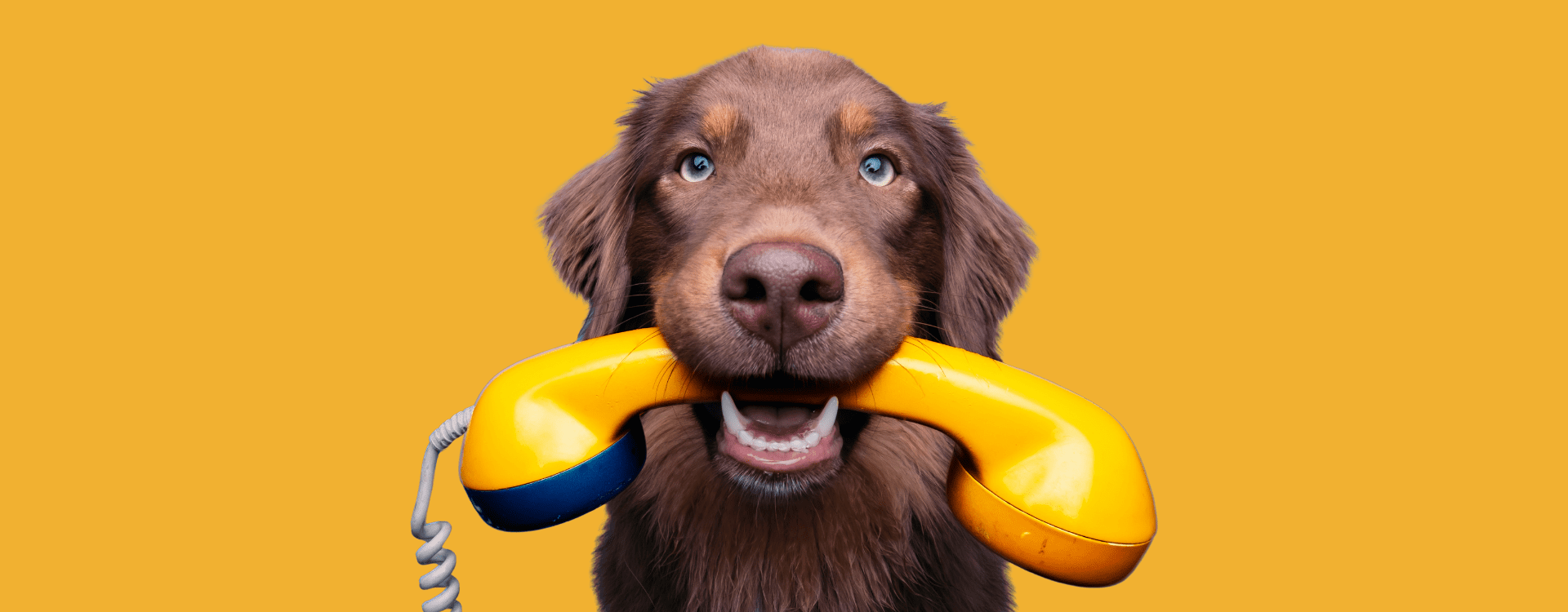 Dog holding a yellow phone in its mouth