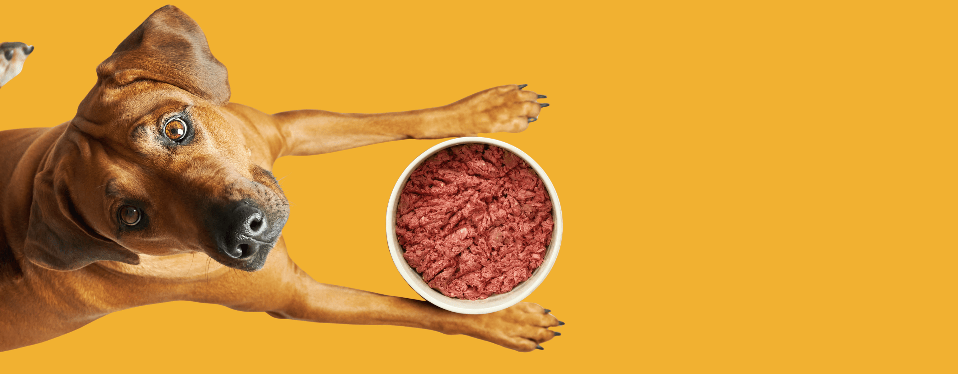 Dog with bowl of raw dog food in between it's front legs