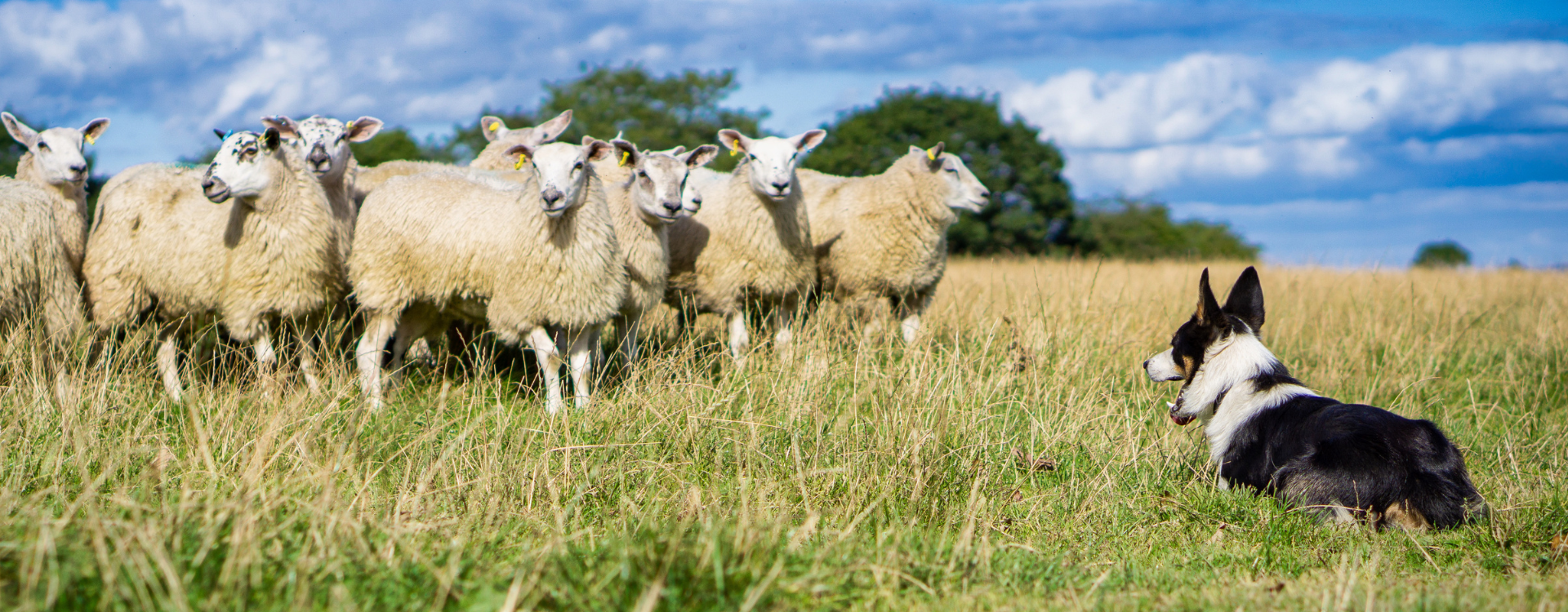 Working sheep dog with sheep in the background