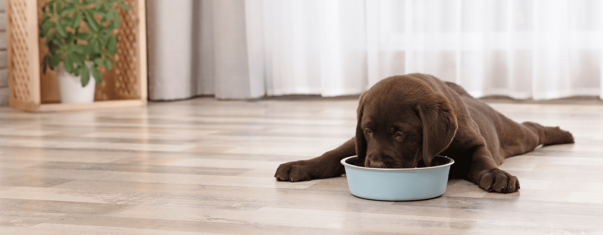Puppy eating from a bowl on a wooden floor