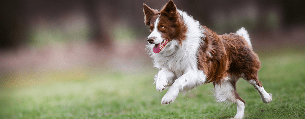 adult brown white border collie running in field