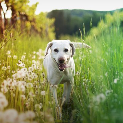shutterstock 172940522 shutterstock 172940522